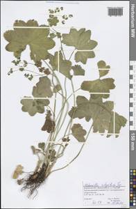 Alchemilla integribasis Juz., Eastern Europe, Volga-Kama region (E7) (Russia)