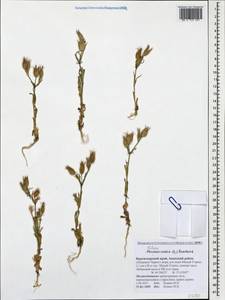 Silene conica subsp. conica, Caucasus, Krasnodar Krai & Adygea (K1a) (Russia)