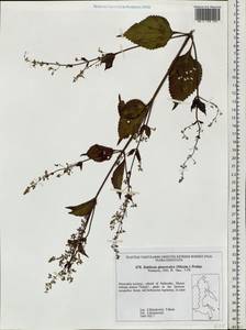 Isodon japonicus (Burm.f.) H.Hara, Siberia, Russian Far East (S6) (Russia)