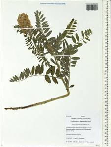 Sophora alopecuroides L., Siberia, Altai & Sayany Mountains (S2) (Russia)