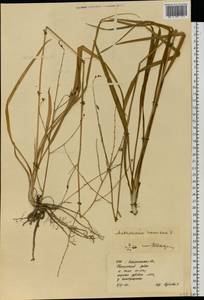 Anthericum ramosum L., Eastern Europe, West Ukrainian region (E13) (Ukraine)