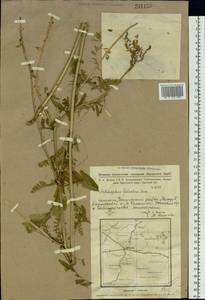 Astragalus falcatus Lam., Siberia, Western Siberia (S1) (Russia)