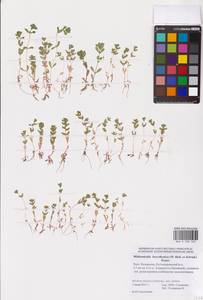 Lythrum borysthenicum (M. Bieb. ex Schrank) Litv., Eastern Europe, Lower Volga region (E9) (Russia)