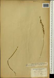 Echinochloa colona (L.) Link, Africa (AFR) (Gabon)