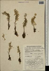 Orostachys fimbriata (Turcz.) A. Berger, Mongolia (MONG) (Mongolia)