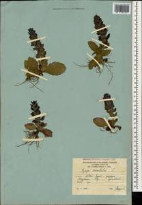 Ajuga orientalis L., Caucasus, South Ossetia (K4b) (South Ossetia)