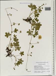 Potentilla reptans L., Crimea (KRYM) (Russia)