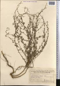 Artemisia persica Boiss., Middle Asia, Pamir & Pamiro-Alai (M2)