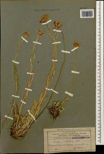 Fibigia suffruticosa (Vent.) Sweet, Caucasus, Azerbaijan (K6) (Azerbaijan)