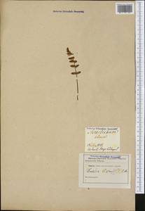 Woodsia ilvensis (L.) R. Br., Botanic gardens and arboreta (GARD) (Russia)