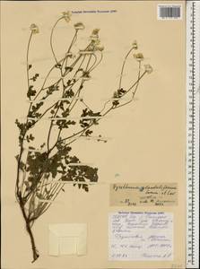 Tanacetum parthenium (L.) Sch. Bip., Caucasus, North Ossetia, Ingushetia & Chechnya (K1c) (Russia)