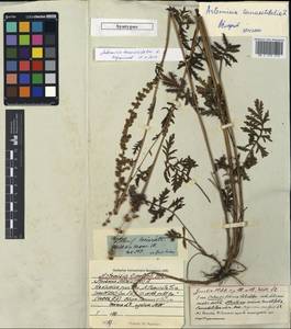 Artemisia gmelinii Weber ex Stechm., Siberia (no precise locality) (S0) (Russia)