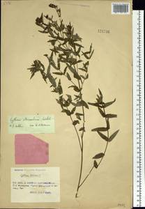 Lythrum intermedium Ledeb. ex Turcz., Siberia, Russian Far East (S6) (Russia)