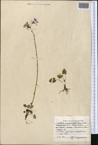 Cicerbita azurea (Ledeb.) Beauverd, Middle Asia, Northern & Central Tian Shan (M4) (Kyrgyzstan)