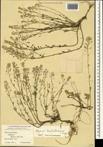 Alyssum trichostachyum Rupr., Crimea (KRYM) (Russia)