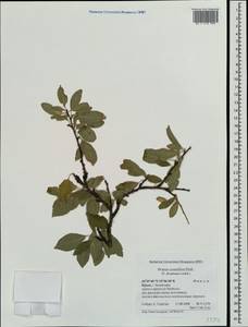 Prunus cerasifera Ehrh., Crimea (KRYM) (Russia)