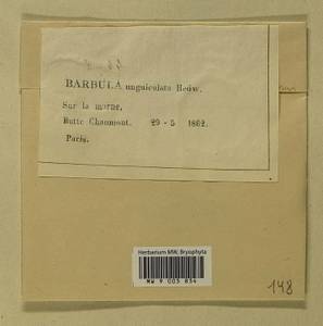 Barbula unguiculata Hedw., Bryophytes, Bryophytes - Western Europe (BEu) (France)