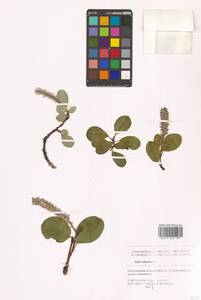 Salix reticulata L., Siberia, Chukotka & Kamchatka (S7) (Russia)