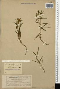 Dianthus caucaseus Sims, Caucasus, North Ossetia, Ingushetia & Chechnya (K1c) (Russia)