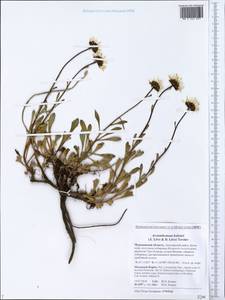 Arctanthemum arcticum subsp. polare (Hultén) Tzvelev, Eastern Europe, Northern region (E1) (Russia)