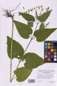 Scutellaria altissima L., Eastern Europe, Moscow region (E4a) (Russia)