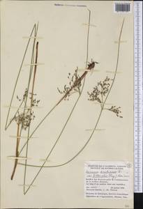 Juncus balticus subsp. littoralis (Engelm.) Snogerup, America (AMER) (Canada)