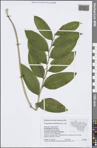 Polygonatum multiflorum (L.) All., Eastern Europe, Central region (E4) (Russia)