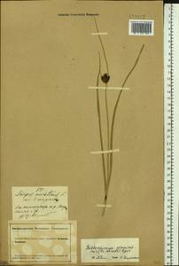 Bolboschoenus planiculmis (F.Schmidt) T.V.Egorova, Siberia, Altai & Sayany Mountains (S2) (Russia)