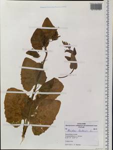 Atriplex hortensis L., Siberia, Altai & Sayany Mountains (S2) (Russia)