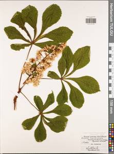 Aesculus hippocastanum L., Eastern Europe, Central region (E4) (Russia)