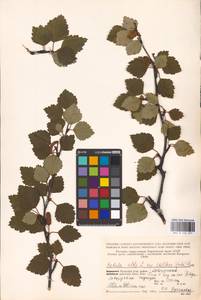 Betula pubescens var. pubescens, Eastern Europe, Northern region (E1) (Russia)