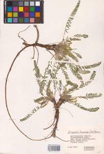 Astragalus buchtormensis Pall., Eastern Europe, Lower Volga region (E9) (Russia)