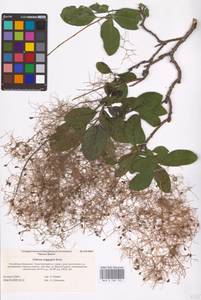 Cotinus coggygria Scop., Eastern Europe, Lower Volga region (E9) (Russia)