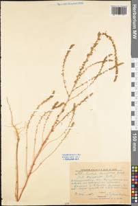 Bassia laniflora (S. G. Gmel.) A. J. Scott, Eastern Europe, North Ukrainian region (E11) (Ukraine)