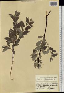 Salix lapponum L., Siberia, Western Siberia (S1) (Russia)