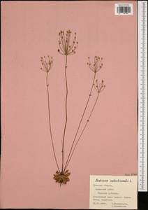 Androsace septentrionalis L., Eastern Europe, Central region (E4) (Russia)