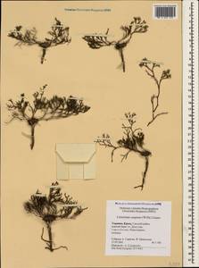 Limonium caspium (Willd.) Gams, Crimea (KRYM) (Russia)