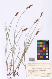 Blysmus compressus (L.) Panz. ex Link, Eastern Europe, Lower Volga region (E9) (Russia)