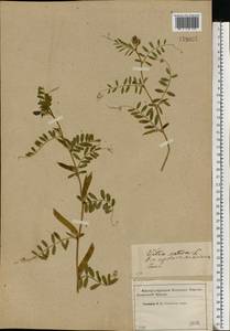 Vicia sativa L., Eastern Europe, Western region (E3) (Russia)