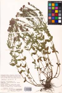 MHA 0 160 623, Veronica prostrata L., Eastern Europe, Lower Volga region (E9) (Russia)