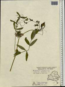 Lathyrus pisiformis L., Eastern Europe, Belarus (E3a) (Belarus)