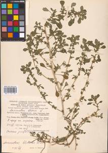 Amaranthus blitoides S. Watson, Eastern Europe, Central region (E4) (Russia)
