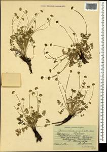 Chamaesciadium acaule (M. Bieb.) Boiss., Caucasus, Stavropol Krai, Karachay-Cherkessia & Kabardino-Balkaria (K1b) (Russia)