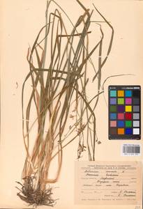 Anthericum ramosum L., Eastern Europe, Central forest-and-steppe region (E6) (Russia)