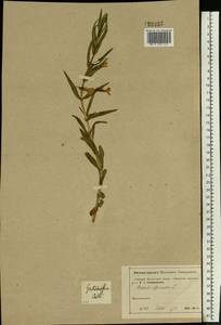 Gratiola officinalis L., Eastern Europe, Moscow region (E4a) (Russia)