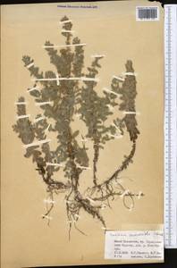 Teucrium scordium subsp. scordioides (Schreb.) Arcang., Middle Asia, Western Tian Shan & Karatau (M3) (Kazakhstan)