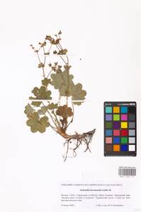 Alchemilla hirsuticaulis H. Lindb., Eastern Europe, Moscow region (E4a) (Russia)