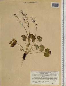Micranthes nelsoniana subsp. aestivalis (Fisch. & C.A.Mey.) Elven & D.F.Murray, Siberia, Altai & Sayany Mountains (S2) (Russia)
