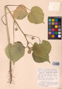 Abutilon theophrasti Medik., Eastern Europe, Lower Volga region (E9) (Russia)