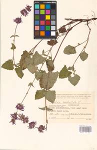 MHA 0 156 502, Salvia verticillata L., Eastern Europe, Central region (E4) (Russia)